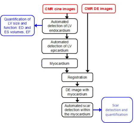 Figure  4  Proposed  workflow  for  scar  detection  and  quantification  from  cine  CMR  and  LGE images