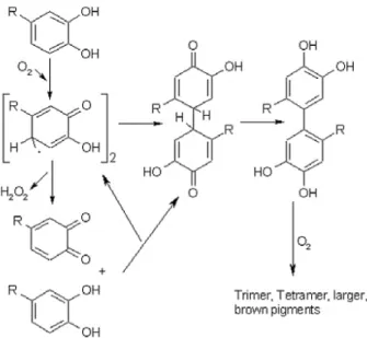 Figure 1.1.6.   Reaction between two quinones or a semiquinone and phenol to form brown polymers (Li et al., 2008) 
