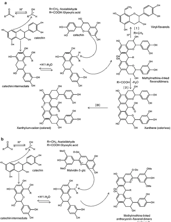 Figure 1.1.9. Mechanisms of glyoxylic acid and acetaldehyde mediated polymerization of flavanols (a) and polymerization of  flavanols and anthocyanins (b) 