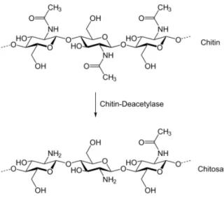 Figure 1.4.1. Structure of chitin and chitosan 
