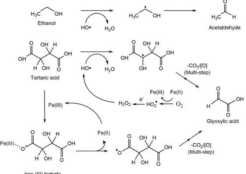 Figure 3.2.1. Mechanism of generation of glyoxylic acid and acetaldehyde in light exposed solutions lacking of o- o-diphenols, and role of tartaric acid