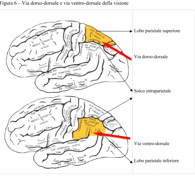 Figura 6 – Via dorso-dorsale e via ventro-dorsale della visione 