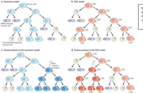FIG 7 Stochastic model and CSC model describe  different patterns of tumour evolution but both include  the formation of genetic  heterogeneity among tumour  cells.Source: www.nature.com/articles/nrc3597 