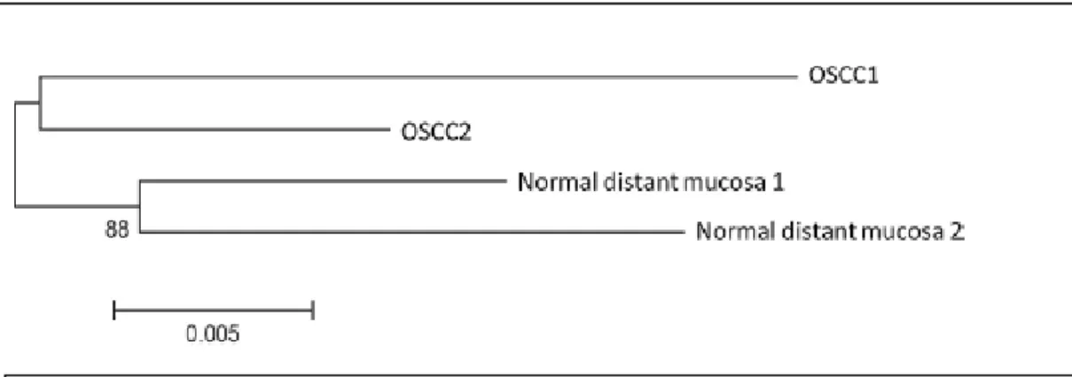 FIG 12 Phylogenetic tree of a case interpreted as local recurrence (LR). The secondary tumour (OSCC2) resulted  phylogenetically related to the index tumour (OSCC1) and the 