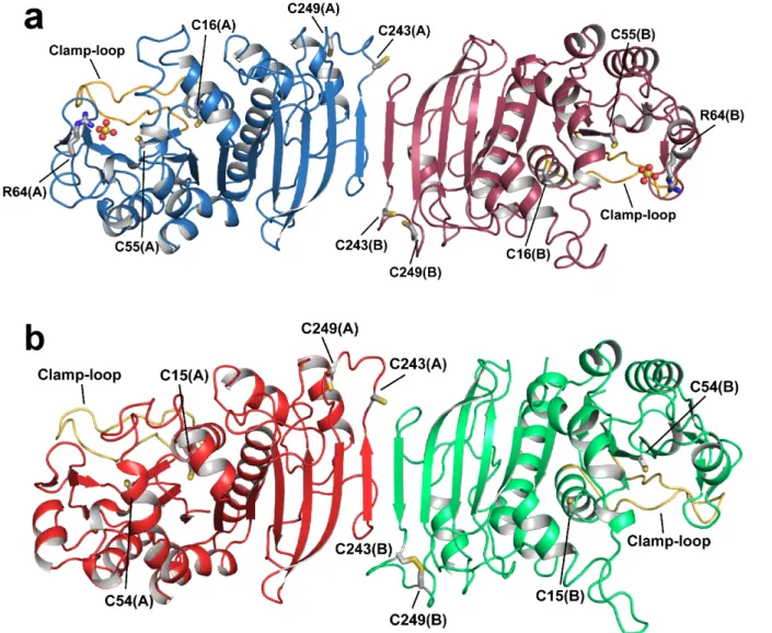Figure 2.1 Crystal structure of photosynthetic PRK. Overall crystal structure in cartoon representation of reduced phosphoribulokinase (PRK) from a, Chlamydomonas rehinardtii and b, Arabidopsis thaliana