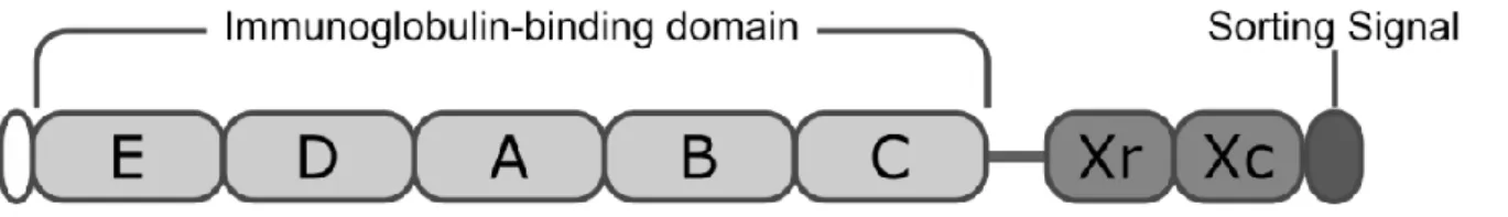 Figure  4  Schematic  representation  of  staphylococcal  protein  A.  In  white,  at  the  N-terminus  the  signal  sequence,  followed  by  five  IgG  binding  domains,  then  the  repetitive  Xr  region  and  the  X  constant region