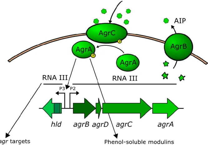 Figure  5.  Schematic  representation  of  the  agr  system.  The  system  is  encoded  by  two  divergent  transcripts,  the  RNAII  that  comprise  agrBDCA  genes  and  RNAIII  transcript