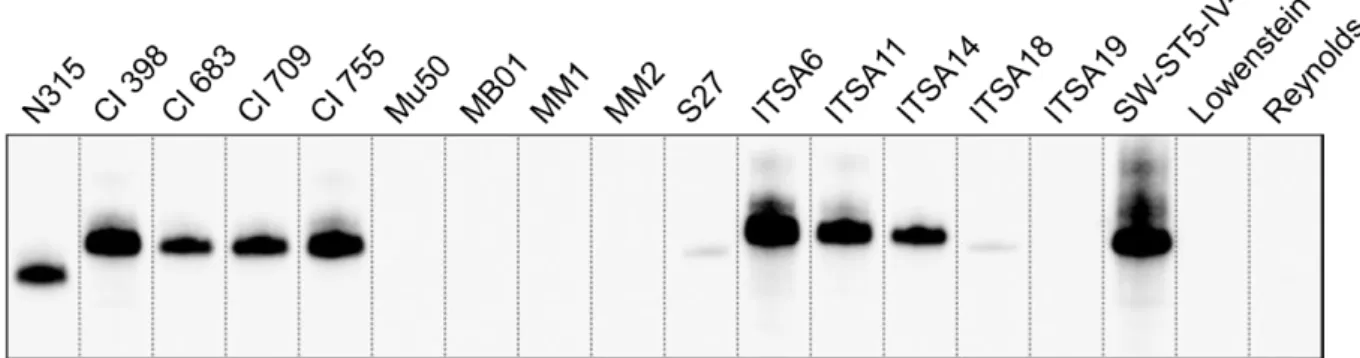 Figure  7.  SpA  expression  in  a  representative  panel  of  strains. Western  blot  analysis  on  the  SpA - -strains and the representative panel of SpA +  strains
