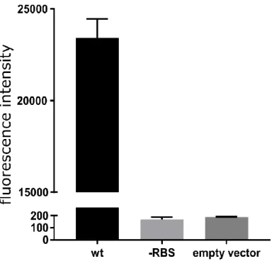 Figure 10. Effect of the 5’ UTR mutation on reporter production. The graph shows the fluorescence signal  obtained from overnight growth of E.coli transformed with pOS1 plasmid containing either the wt spA promoter,  or carrying the RBS mutation fused to m
