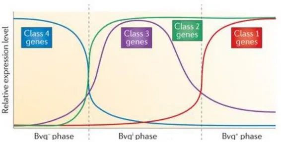 Figure 2. Schematic representation of the effects of BvgAS activation on the various classes of genes  in the three phenotypic phases