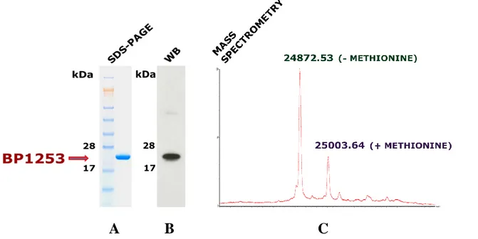 Figure  4.  Expression,  purification  and  BP1253  identification.  BP1253  was  cloned  in  E
