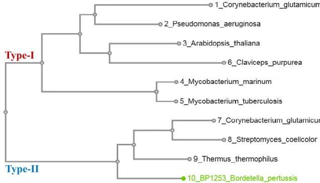 Figure  8.  Likelihood  phylogenetic  tree  between  described  LOGs  and  Bordetella  pertussis  BP1253