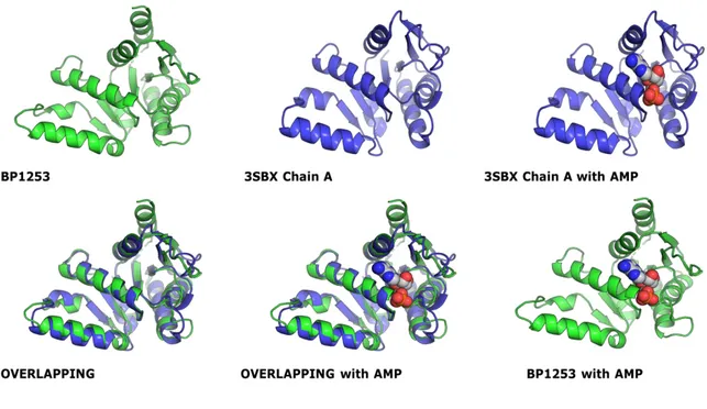 Figure  9.  Overlapping  between  monomer  structures  of  MmLOG  and  a  modeling  of  BP1253