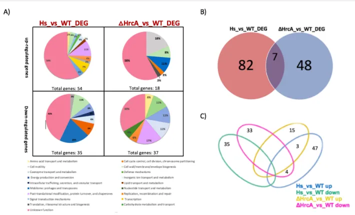 Figure 4. Differential transcriptional study between HrcA and heat-shock response. (A) Pie charts showing COGs  functional annotation of the differentially expressed genes outlined in the ΔHrcA_vs_WT and HS_vs_WT (Heat-Shock vs