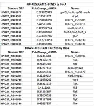 Figure 5. Summary table of the selected up- and down-regulated genes revealed in our transcriptome analysis including  the genome ORF name, the fold-change values and the name of the gene