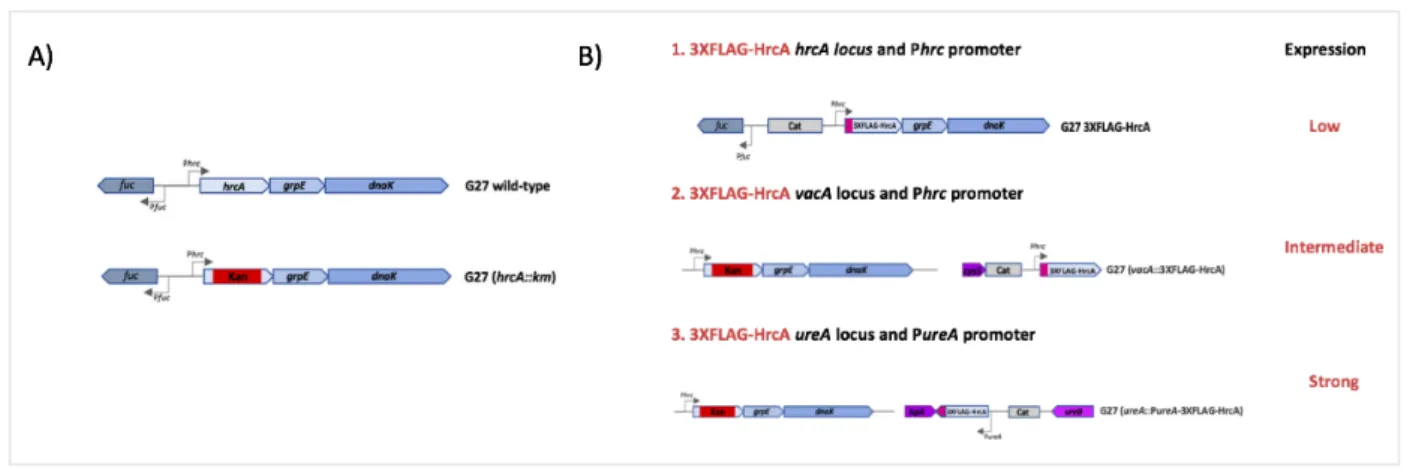 Figure  8.  (A)  Representation  of  hrcA-grpE-dnaK  operon  in  the  G27  wild  type  strain  and  the  G27  knockout  mutant  (hrcA::km)