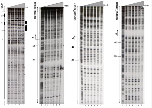 Figure 10 shows DNAseI footprinting experiments performed on the radiolabelled  Phrc  promoter  as  positive  control  and  the  three  putative  targets  (HPG27_RS01495,  HPG27_RS03015  and  HPG27_RS03495)  identified  by  transcriptome outcomes