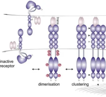 Figure  2. Eph  receptor clustering  and  activation.  The  inactive  Eph  receptor  present  auto-inhibited  conformation,  released  upon phosphorylation and  activation