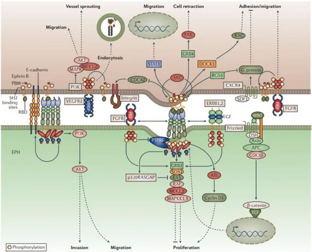 Figure 9. Eph and ephrin B crosstalk with cell signalling pathways  31