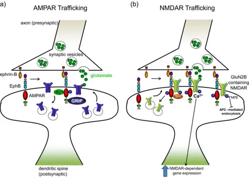 Figure 10. Cross-intercation between EphBs and glutamate receptor. a) After binding ephrin-B ligand, EphBs directly interact with  NMDARs to regulate their synaptic surface localization and function