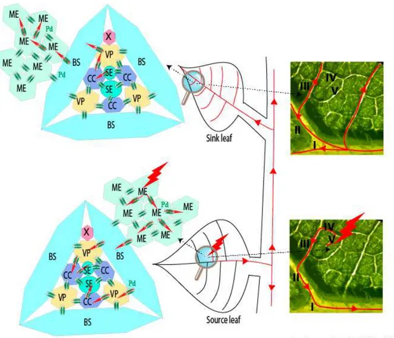 Figure 1. Schematic representation of the initial infection (red thunderbolt) and its progression (red lines and arrows) within a source leaf of an infected plant