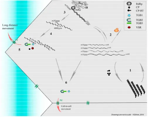 Figure 2. Simplified representation of replication cycle and movement of Beet necrotic yellow vein virus (BNYVV) used as model