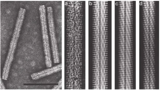 Figure  1  Negative  contrast-stained  BNYVV  viral  particles  observed  in  transmission  electron  microscopy  (a)  and  computer-filtered  micrographs (b, c, d)