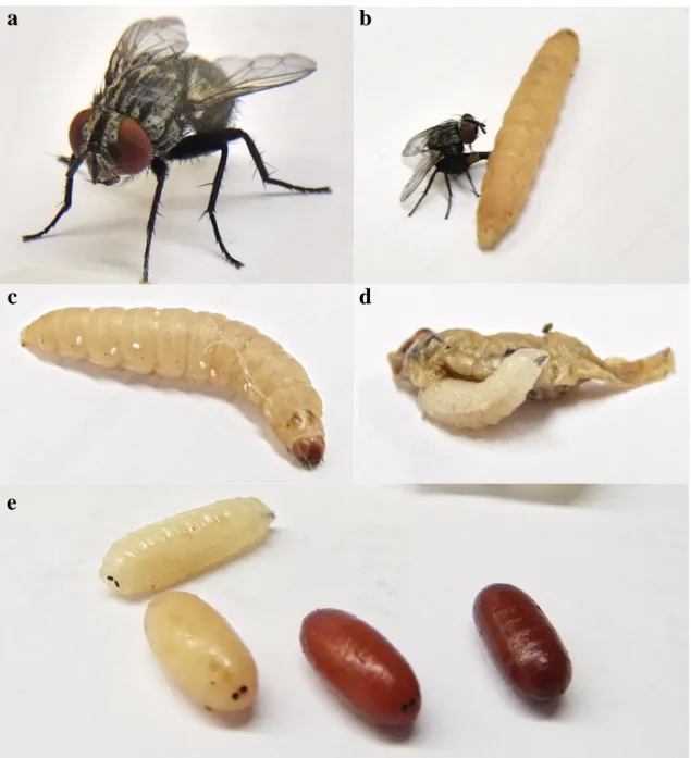 Figure 1.5 – The tachinid parasitoid Exorista larvarum (L.) in vivo-reared: (a) adult female; (b) sexually mature female  ovipositing on the factitious host G