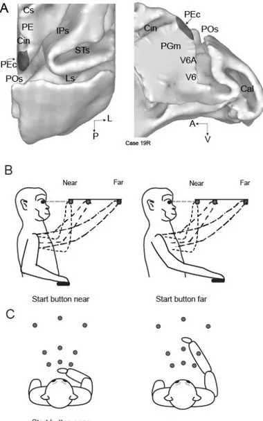 Figure  3-1.  Brain  location  of  area  PEc  and  experimental  setup.  A)  dorsal  (left)  and  medial  (right)  views  of  the  surface-based  reconstruction  of  the  caudal  half  of  the  right  macaque  hemisphere