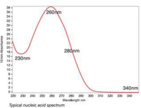 Fig. 26. Spettro degli acidi nucleici. 