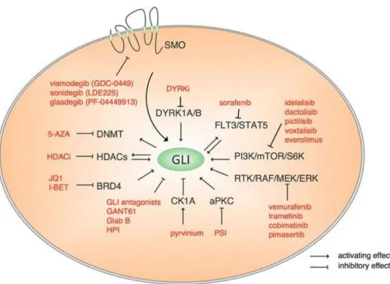 Figure  5.  Canonical  and  non-canonical  activation  of  HH  pathway  by  oncogenic  mechanisms