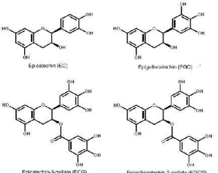 Figure 4 - Major tea catechins (Gullo and Carlomagno, 2010, modified).