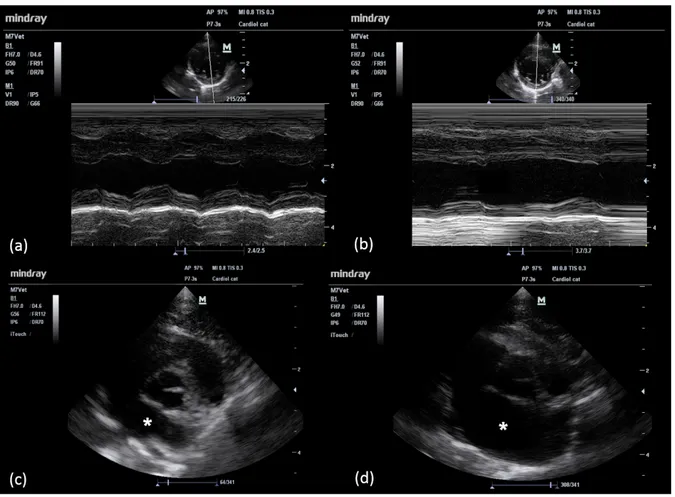 Figure 1. Echocardiographic images of two cats enrolled in the study before (left panels) and after  (right panels) the intramuscular administration of high dose medetomidine (0.13 mg kg -1 ) for sperm  collection
