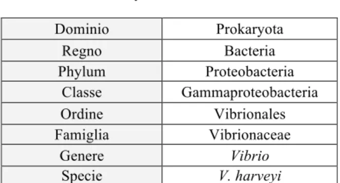 Tabella 1: Classificazione tassonomica di Vibrio harveyi (Johnson &amp; Shunk, 1936) 