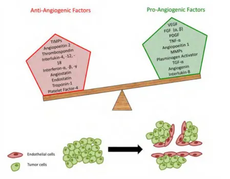 Figura 10: Equilibrio tra fattori promuoventi e inibenti l’angiogenesi da “The biology of Cancer,  2014)