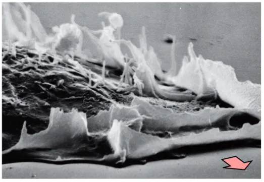 Figura  13:  Fotografia  al  microscopio  elettronico  di  lamelle  motorie,  in  grado  di  esercitare  un  movimento di locomozione in direzione della freccia (da “The biology of cancer, second edition,  R Weinberg, 2014)