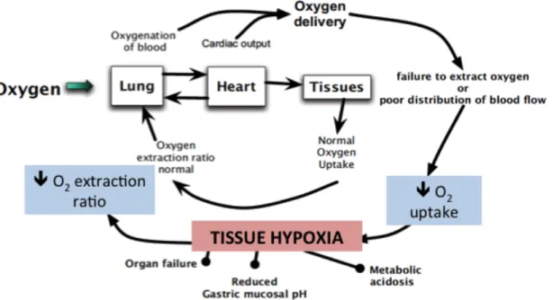 Figure 1. In SIRS and sepsis regulation of oxygen delivery  is abnormal. Blood supply and oxygen distribution  can  be  altered,  and  tissues  and  organs  fail  to  use  oxygen