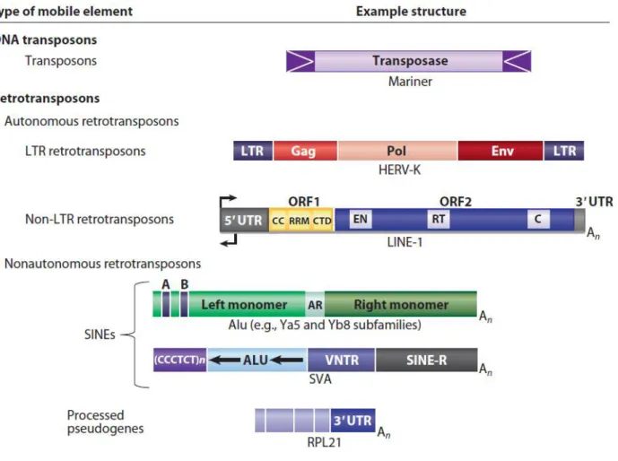 Figure 2. Classification of TEs present in the human genome (Beck et al. 2011). 