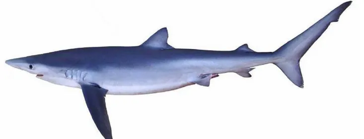 Fig. 1.1: Specimen of blue shark, Prionace glauca, L. 1758. Photo credit: Wikimedia Common 