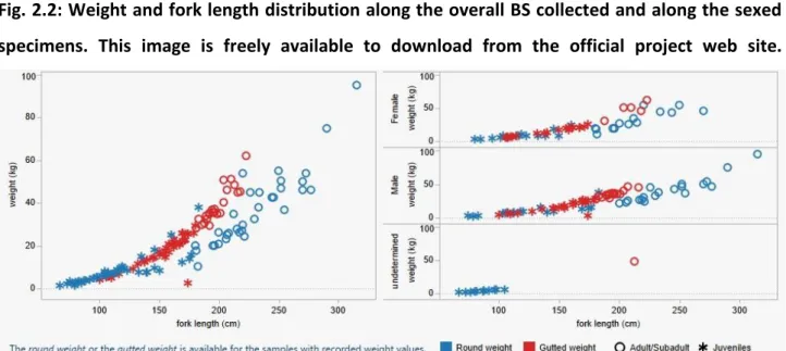 Fig.  2.3:  Weight  and  fork  length  distribution  along  the  BS  collected,  splitted  in  three  different  macroareas, suche the East Atlantic, the East Mediterranean and the West Mediterranean