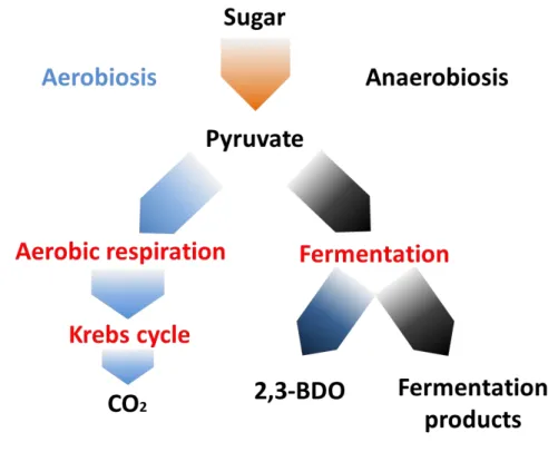Figure 1.8 Schematic representation of facultative anaerobes respiration pathway (modified from  (Rodwell and Lafayette, 1963) 