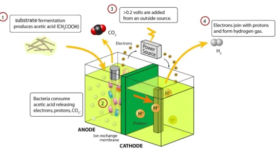 Figura 6. Funzionamento di una cella elettrolitica microbica.  