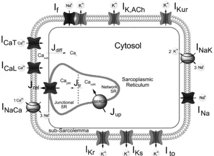 Figure	1.1:	Schematic	diagram	of	the	human	SAN	cell	model.	The	cell	is	divided	in	three	 compartments:	 sarcolemma,	 cytosol,	 and	 sarcoplasmic	 reticulum	 (SR),	 which	 is	  sub-divided	in	junctional	and	network	SR.	Ca 2+ 	handling	is	described	by:	two	d