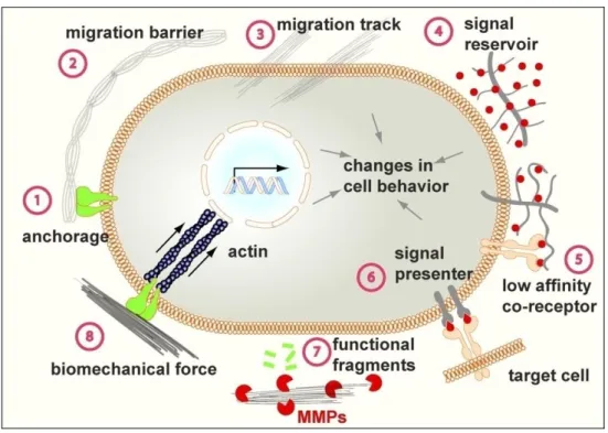 Figure  1:  schematic  representation  of  the  role  of  the  ECM  in  different  cellular  processes (Pengfei et al., 2012)