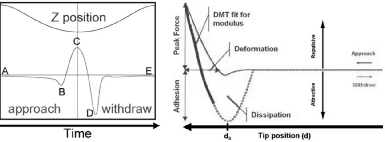 Figure  9.  Schematic  representation  of  the  indentation  steps  (left),  and  of  the  mechanical  informations  (right)  of  the  peak  force  tapping  operating  model  of  AFM  (Kolářová et al., 2012)