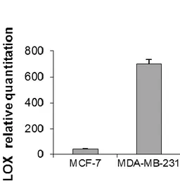 Figure  15.  (c)  relative  quantitation  values  of  LOX  in  MCF-7  and  MDA-MB-231  orthotopic tumors