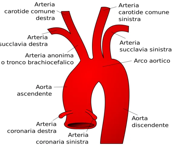 Fig. 2 Arco aortico normale 
