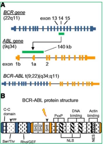 Figura 4 - Struttura del gene e della proteina BCR-ABL. 4a Il gene ibrido BCR-ABL formatosi dall’unione del 5’ 