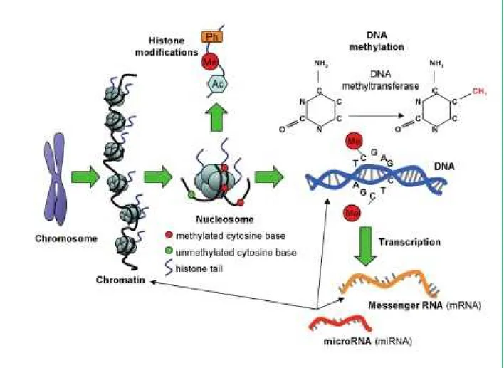 Figura 16 - Processi epigenetici: metilazione del DNA, modificazioni code istoniche e riarrangiamento cromatinico,  regolazione miRNA 