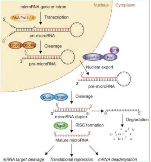 Figura 18 - Meccanismo di biogenesi, maturazione e processazione dei miRNA, e appaiamento con l’mRNA  bersaglio 